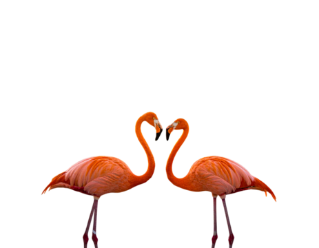 Firefly_Colorful playground structure with dual slides - Firefly_Elegant flamingos showcasing affection in a vibrant pose  (4)