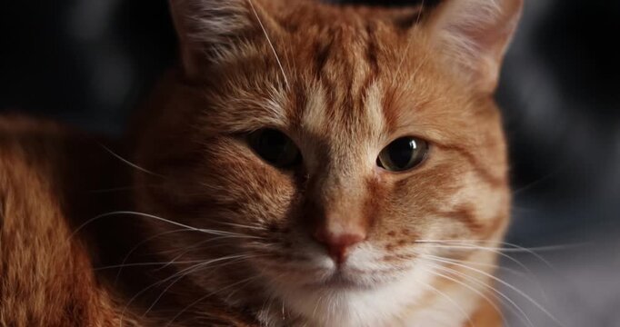 Cat resting on a bad in a cozy indoor environment on black background at home. 
