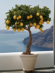 Lemon Tree in Pot Overlooks Santorini Coast
