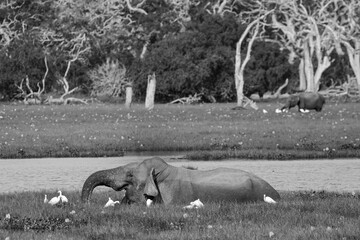 Black and white image of an Indian elephant moving through a lake feeding on tall grass and weeds.