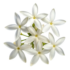 Fototapeta premium Delicate white jasmine flower cluster with star-shaped petals and yellow centers isolated on a transparent background