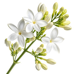 Obraz premium Delicate white jasmine flowers and buds on green stems isolated on a transparent background image
