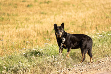 black dog on the grass