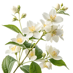 Fototapeta premium Delicate white mock orange flowers with green leaves on a dark background isolated on a transparent background