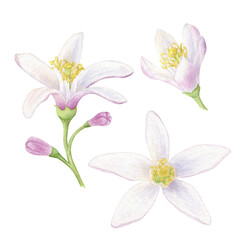 Lemon flowers set of watercolor illustrations. Hand drawn isolated on a white background. Suitable for the design of packaging, cosmetics, cards.