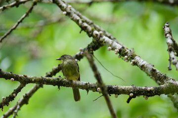 Pycnonotus simplex bird eating ripe fruit.