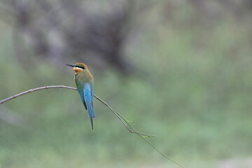 A colourful blue-tailed bee-eater perched on a branch.