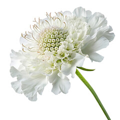 Delicate white scabiosa flower with ruffled petals and green stem isolated on a transparent background