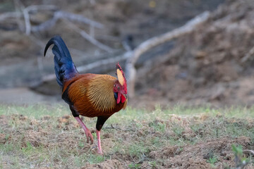 An image of a colourful Sri Lankan Junglefowl scrummaging for food in the jungle.