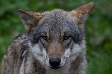Curious gray wolf on the prowl standing in the forest