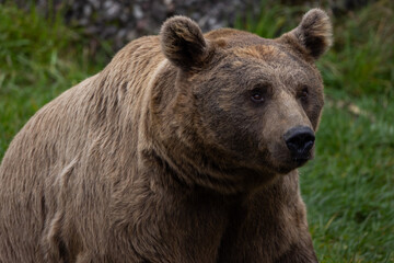 Grizzly Bear called Fritter in Grand Tetons