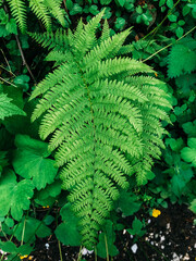 Green fern leaf in the forest