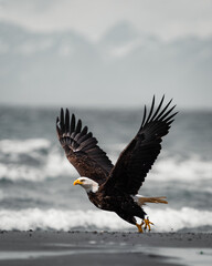 american bald eagle