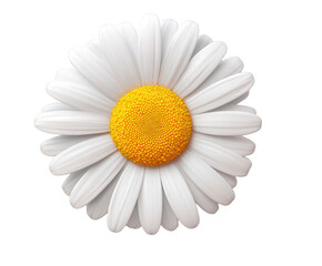 A single, perfect white daisy with a bright yellow center, isolated on a clean transparent background, showcasing its delicate petals and natural beauty