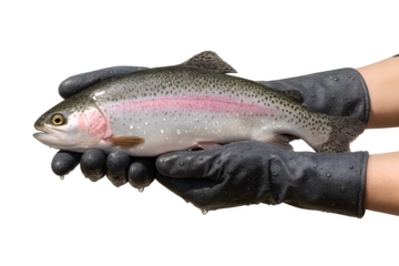 Rainbow trout caught and held by a person wearing gloves, showcasing details of the fish and its vibrant colors