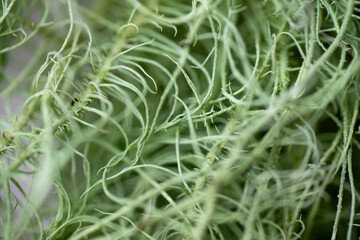 Close up of Usnea lichen Mini Tuft