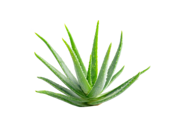 Fresh green Aloe vera plant isolated on white transparent background