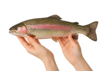 Naklejka premium Freshly caught rainbow trout displayed in hands, highlighting its vibrant colors and texture