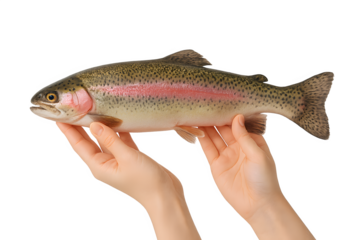 Freshly caught rainbow trout displayed in hands, highlighting its vibrant colors and texture