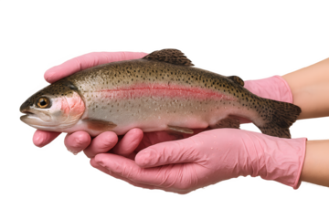 Rainbow trout held by someone wearing pink gloves, showcasing fish care and handling skills in a controlled environment