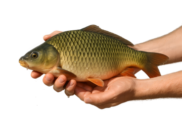 Freshly caught carp displayed in hands outdoors, highlighting the beauty of nature and fishing skills