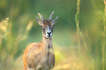 Elegant female Urial standing tall on natural Habitat 