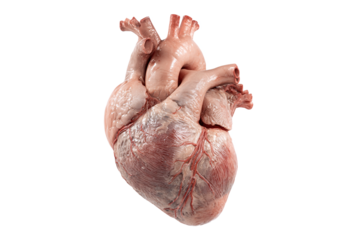 Realistic Human Heart Anatomy Model isolated on white transparent background