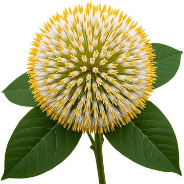 Kadamba flower close-up&mdash;neolamarckia cadamba blossom with green leaves.
