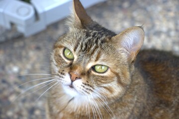 Gattina che guarda in s&ugrave;