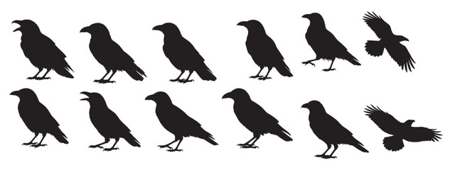 crows silhouette on white background Vector illustration