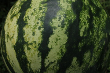 Close-up detail of watermelon skin showing natural green and light green striped pattern and texture. Summer fruit surface macro shot.