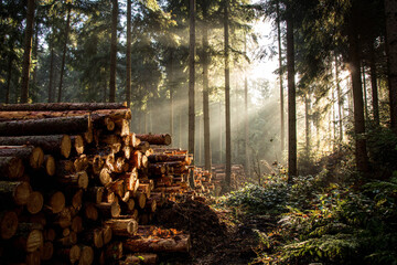 Sunlit forest with stacked logs forestry scene nature woods trees sunlight