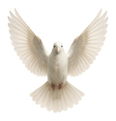 Obraz premium Isolated dove with outstretched wings.