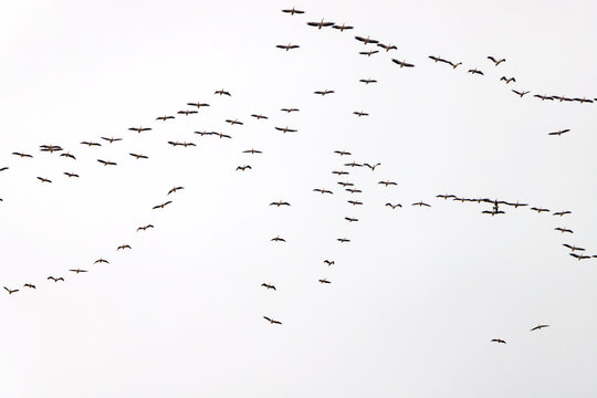 water drops on white background
Pelicans are seen migrating in flocks in the sky - Powered by Adobe