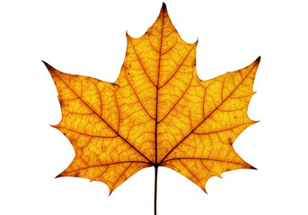 Fototapeta premium Extreme macro of a single, large, dried maple leaf, golden yellow to fiery orange, intricate veins, curled edges, on a solid transparent background with soft shadow. Detailed natural beauty in decay