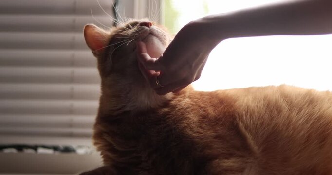cute red kitten lying on a windowsill on background of white , female hand stroking pet. Concept lovely and cute moments