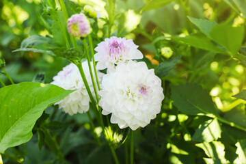 Fototapeta premium Beautiful color dahlia flowers with green leaves growing outdoors