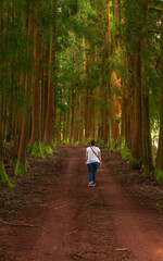 Obraz premium Dense forest in Viveiro da Falca, Terceira Island, Azores, with moss-covered tree trunks creating a lush green woodland atmosphere in this natural reserve