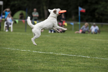 Disc dog jumping in the air