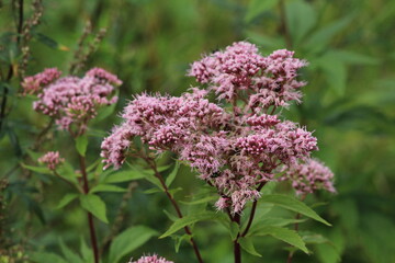 Pink or purple flowers of Eupatorium cannabinum. Eutrochium maculatum. Tall plants
