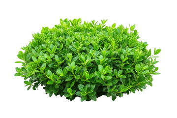 Obraz premium Lush green bush isolated on transparent background for design and decorative purposes