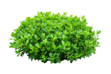 Lush green bush isolated on transparent background for design and decorative purposes