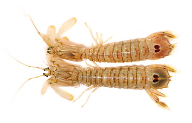 Mantis Shrimp, Stomatopoda, isolated on white background, top view	