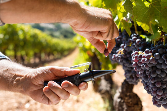 Cannonau grapes. The agronomist farmer in the vineyard squeezes the grape on the refractometer to measure the sugar content. Traditional agriculture in Sardinia.