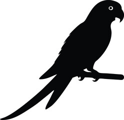  parrot on branch vector, tropical bird silhouette illustration  