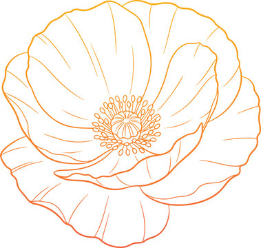 Delicate orange line art poppy flower illustration with detailed petals and intricate stamen center.