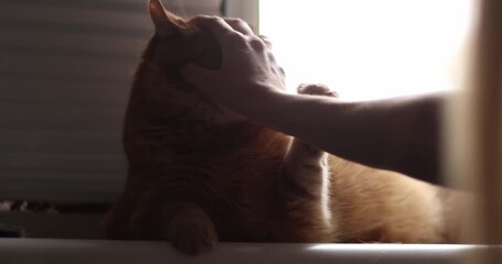 A playful sober ginger cat bites and scratches the mistress's hand while she is teased and caressed. A young woman is playing with her cute fluffy animal.
