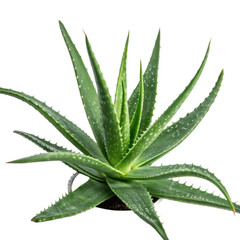 Fototapeta premium Aloe vera, cutout PNG transparent background