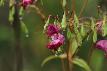 himalayan balsam (Impatiens glandulifera); flowers and seed capsules

