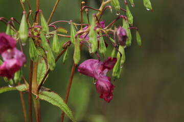himalayan balsam (Impatiens glandulifera); flowers and seed capsules
